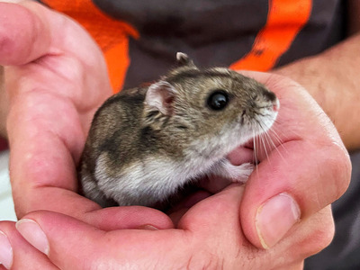 Dulcinea, hámster rusa en adopción en La Madriguera