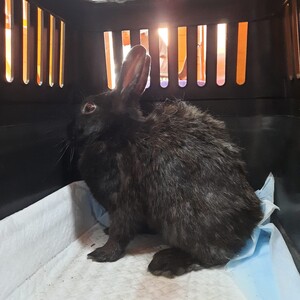 Conejo en adopción