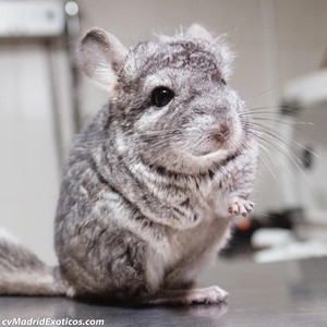 Lester chinchilla en adopción 