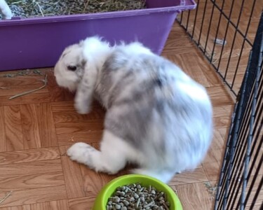 Conejo en adopción