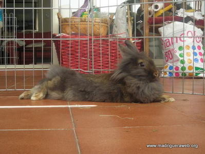 Adopción conejo