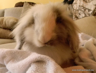 conejo adopción cebollino