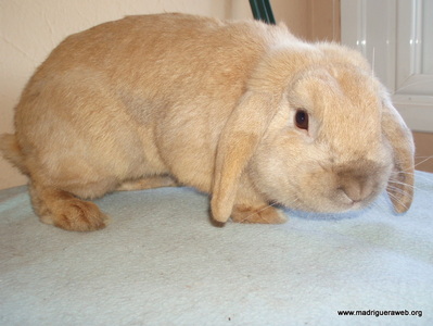 Adopción conejo