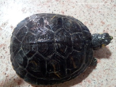 Tortuga en adopción