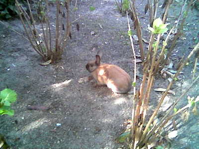 coneja adopción