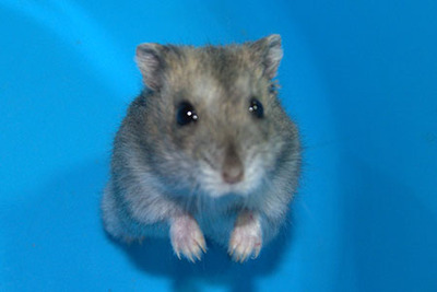 Net hamster en adopción