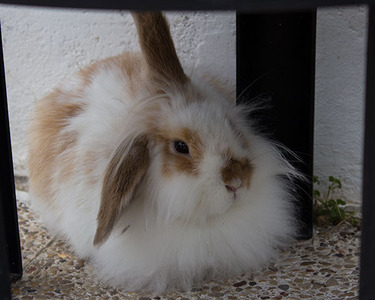 Flick conejo en adopción