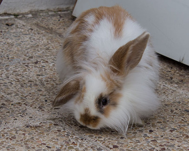 Flick conejo en adopción