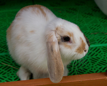 Klock conejo en adopción