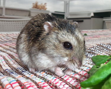 Mazinger, hamster en adopción