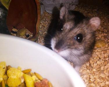 Pin, hamster en adopción