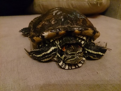 Foto tortuga Mario