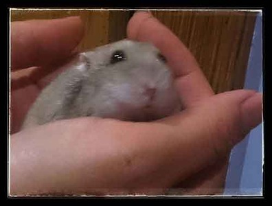 Cactus hamster en adopción