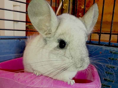 Flora chinchilla en adopción