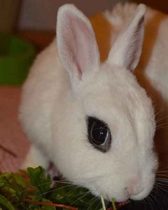 Pizca conejo en adopción