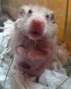 Malala hamster en adopción