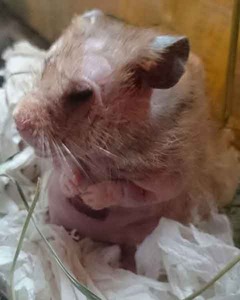 Malala hamster en adopción