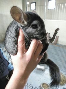 Ringo Chinchilla