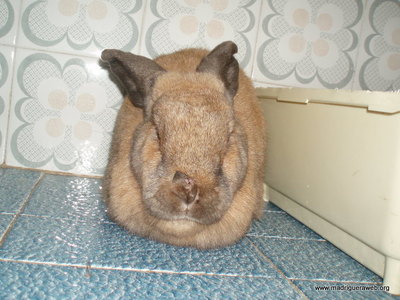 Adoptar conejo LLuvia