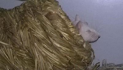 Ratón en adopción 