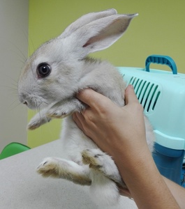 Conejo en adopción