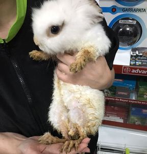 Conejo en adopción