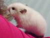 Malek hamster en adopción