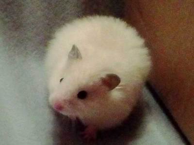 Malek hamster en adopción