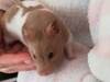 Camomila hamster en adopcion