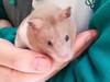 Camomila hamster en adopcion