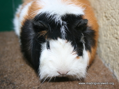 Adopción cobaya RAimunda