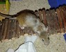 Ratón en adopción