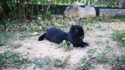 Black Jack conejo en adopción 