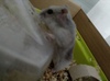 Hamster en adopción 