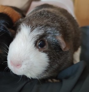 Cobaya en adopción