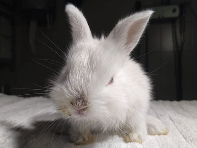 Viggo conejo en adopción