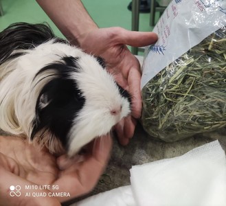 Cobaya en adopción