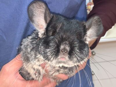 Laurel chinchilla en adopción