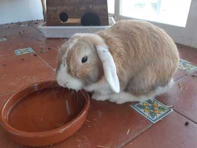 Crespillo conejo en adopción 