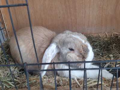 Crespillo conejo en adopción 