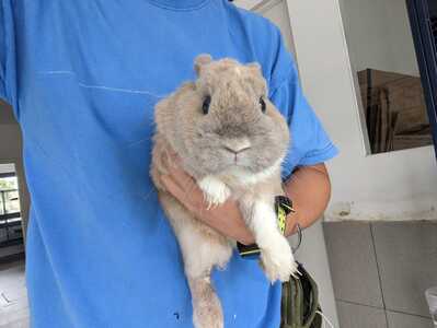 Chupete conejo en adopción 