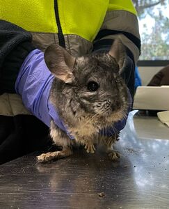 Nigel chinchilla en adopción 