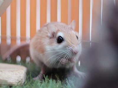 Cancan jerbo en adopción