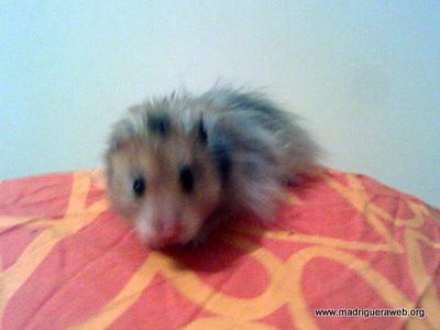 Hamster Adopcion Bit