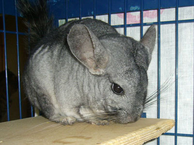 ruperta chinchilla en adopción