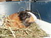 Adopción cobaya Pumuky