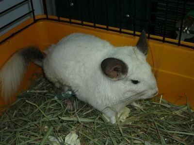 Snow chinchilla adopción